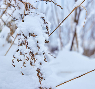 冬天公园里有雪的云杉和树木。 雪树。