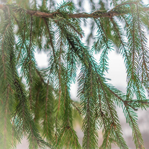 冬天绿杉枝。 背景图像