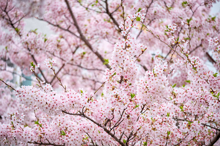 韩国春季樱花盛开的背景