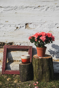 春天的组成。在房子的墙的背景上，把花放在锅里。在白色的木墙的背景上种植框架。阳光和温暖的照片。