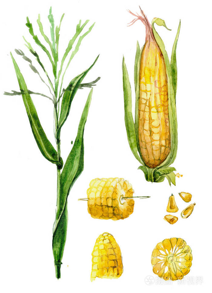 玉米,用水彩画.手绘蔬菜水彩插图.食物.玉米芯在伤口
