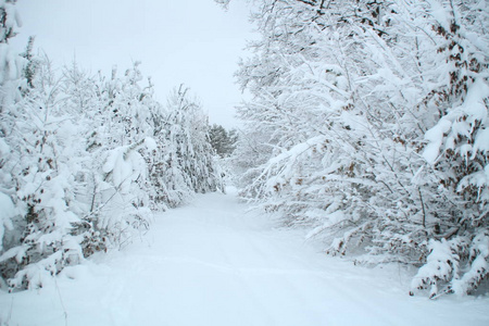 有松树和杉树的冬季森林。 雪。 白雪覆盖的树。 乌克兰喀尔巴阡山。