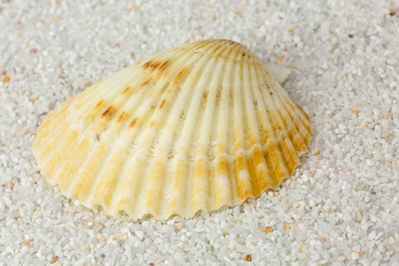 海滩沙上的贝壳。 近距离摄影