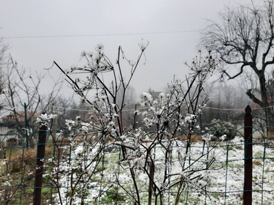 意大利Tiglieto意大利01192019美丽的灰色背景，村庄的第一场雪在冬季与一些美丽的花草树木，没有叶子和小景山。