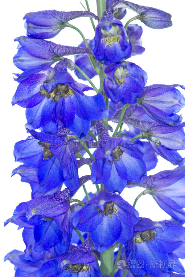 兰花特写蓝色飞燕草白色花朵海豚宏矮牵牛紫兰花蓝色翠雀花特写查看