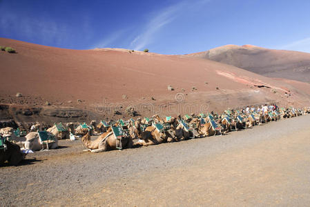 timanfaya lanzarote的骆驼