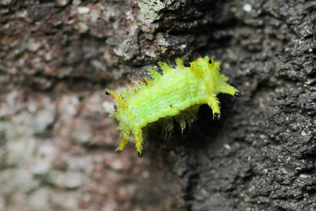 绿叶上的毛毛虫虫。昆虫动物