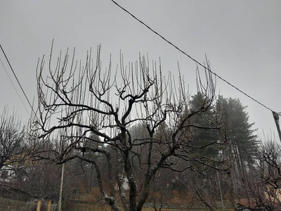 意大利Tiglieto意大利01192019美丽的灰色背景，村庄的第一场雪在冬季与一些美丽的花草树木，没有叶子和小景山。