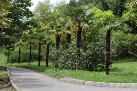 一条蜿蜒的小巷，在热带森林里有棕榈树。