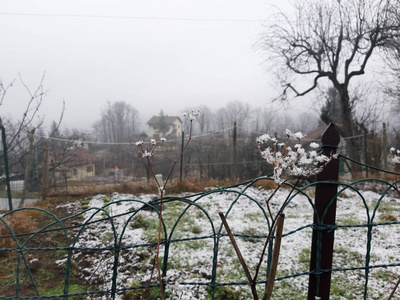意大利Tiglieto意大利01192019美丽的灰色背景，村庄的第一场雪在冬季与一些美丽的花草树木，没有叶子和小景山。