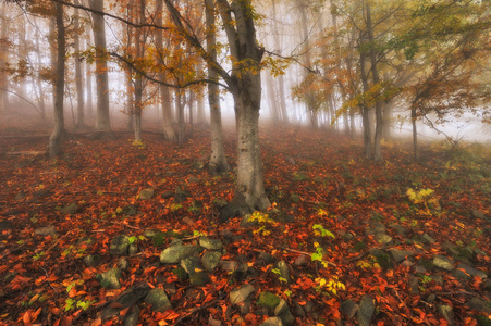 雾蒙蒙的森林。 仙女森林里的秋天日出。 风景优美