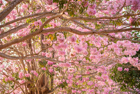 塔比比亚玫瑰是一种粉红色的花新热带树。 常用名粉红色喇叭树粉红色tecoma玫瑰喇叭树