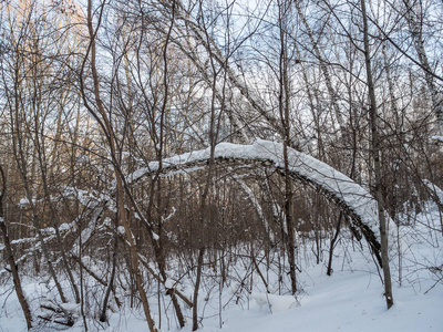 俄罗斯一片白桦林中雪的奇异景象