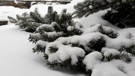 带雪帽的松树分枝。锋利的针头从雪下伸出来, 向不同的方向伸出来