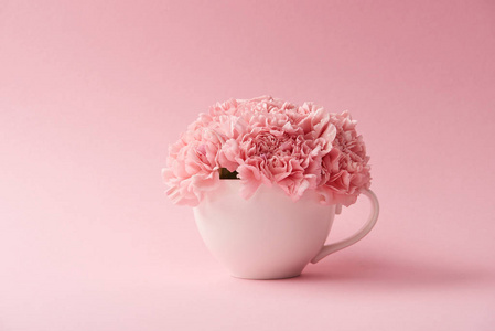 在粉红色背景的白色杯子中，近距离观看美丽的粉红色康乃馨花