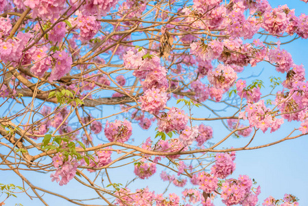 塔比比亚玫瑰是一种粉红色的花新热带树。 常用名粉红色喇叭树粉红色tecoma玫瑰喇叭树