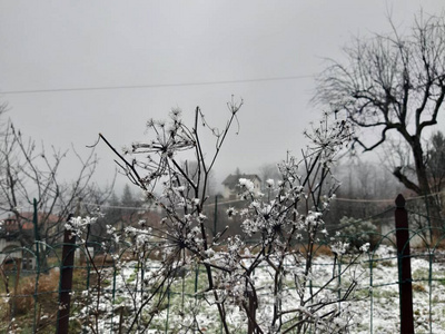 意大利Tiglieto意大利01192019美丽的灰色背景，村庄的第一场雪在冬季与一些美丽的花草树木，没有叶子和小景山。