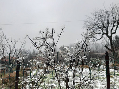 意大利Tiglieto意大利01192019美丽的灰色背景，村庄的第一场雪在冬季与一些美丽的花草树木，没有叶子和小景山。