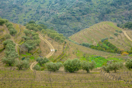 雾蒙蒙的杜洛葡萄园和橄榄园景观葡萄牙旅游乡村风景