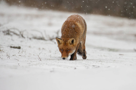 冬天天气多雪，大自然中的红狐