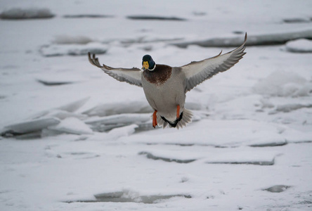 一只鸭子飞了起来，降落在一条冬天白雪覆盖的河上。