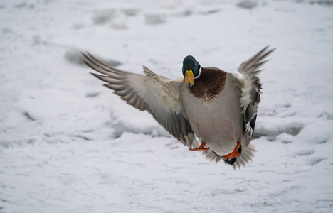 一只鸭子飞了起来，降落在一条冬天白雪覆盖的河上。