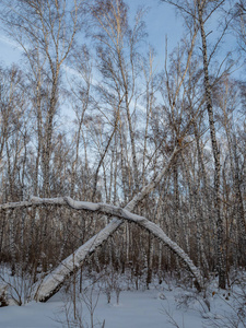 俄罗斯一片白桦林中的雪的怪异外表