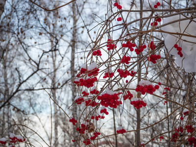 俄罗斯冬季雪林中鲜红的罗旺