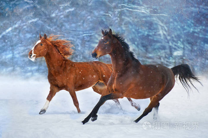 冬天雪天,两匹长鬃毛的马跑得很快