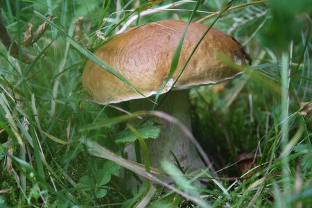 特写可食用蘑菇的照片