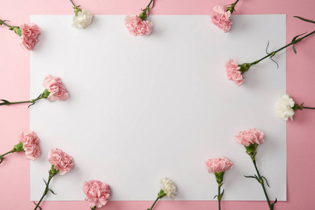粉红色背景上美丽的康乃馨花朵和空白卡片的顶部视图