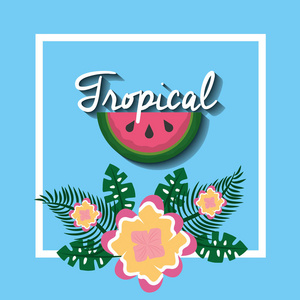 热带西瓜果花异国情调的自然