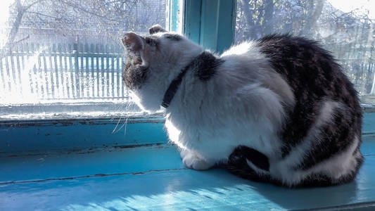 窗台上的猫抬头望着外面的鸟, 带着冬雪透过玻璃盯着它们。猫望着窗外那雪白的冬天。窗外下了雪。外面的寒冷天气