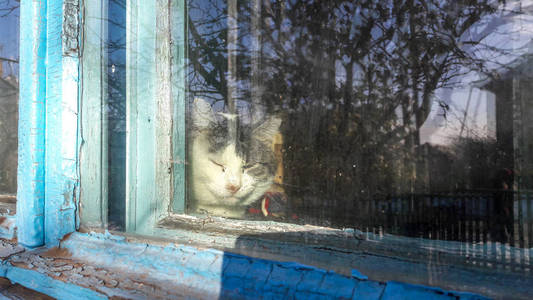 窗台上的猫抬头望着外面的鸟, 带着冬雪透过玻璃盯着它们。猫望着窗外那雪白的冬天。窗外下了雪。外面的寒冷天气