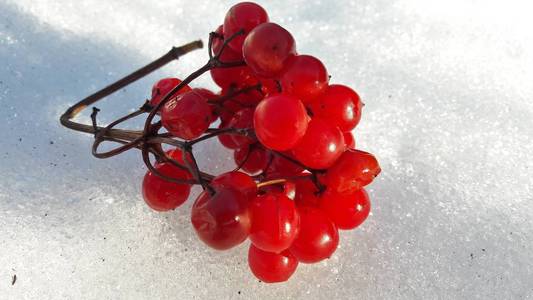 雪下有红色浆果的分枝。选择性对焦。红色浆果覆盖在冬天的雪