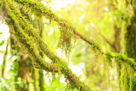 云雨林中树上的山苔，近处有阳光作为背景或墙纸