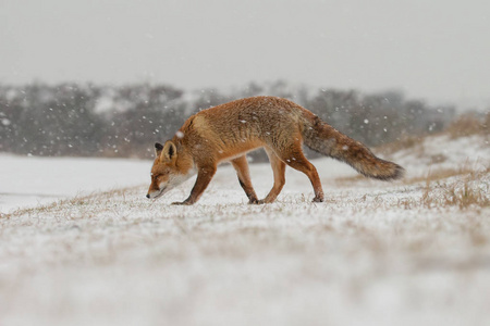 雪天的冬天，大自然中的红狐