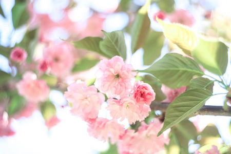 樱花覆盖模糊的自然背景。 春天的花。 春天的背景。