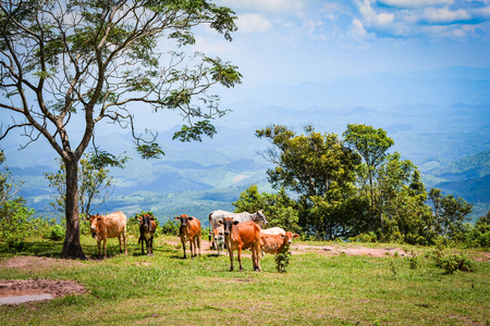 农场牛山风景奶牛在亚洲的山上放牧草地树和泥塘，泰国