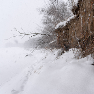 飞雪片覆盖了沿着悬崖的轨道，突出的根在西伯利亚河冰上的暴风雪中。