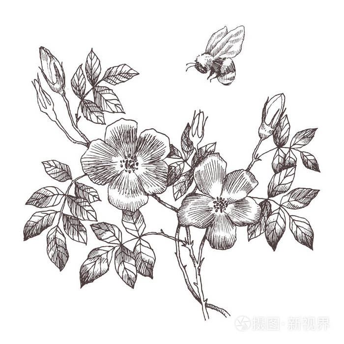 野玫瑰花枝条在白色上隔绝.复古植物手绘插图.