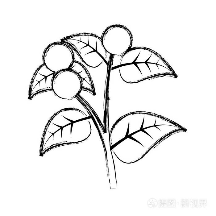 有叶枝矢量插图的咖啡树
