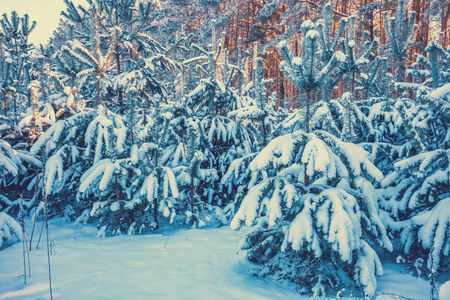 覆盖着雪的年轻松树。 冬天的自然。 白雪森林