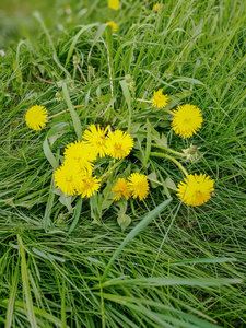 花开植物黄鲜脆弱田野美在大自然中生长近岸草