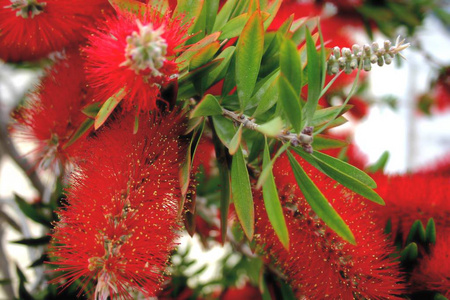 普赫特卡瓦树上美丽的红花