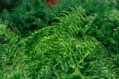 特写鱼尾剑蕨肾蕨在花园的背景。