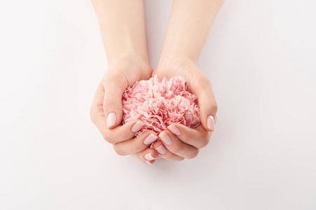在白色背景上用粉红色康乃馨花朵裁剪的女性双手视图