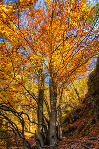 秋天的树颜色苏洛夫岩石国家自然保护区斯洛伐克欧洲。
