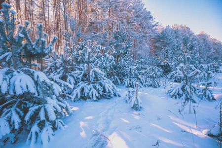 覆盖着雪的年轻松树。 冬天的自然。 白雪森林