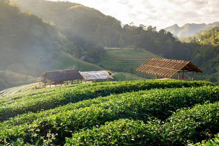 茶树种植园茅草亭晨雾